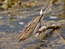 Rohrammer (Emberiza schoeniclus) W, Flachsee