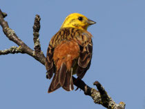 Goldammer (Emberiza citrinella), Bözberg