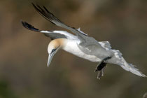 Basstölpel (Morus bassanus), Hermaness / Shetland GB