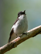 Trauerschnäpper (Ficedula hypoleuca) M, Brugg