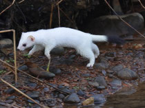 Hermelin (Mustela erminea), Klingnauer Stausee