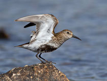 Alpenstrandläufer (Calidris alpina), Shetland GB