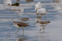 Grünschenkel (Tringa nebularia), Klingnauer Stausee