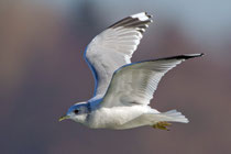 Sturmmöwe (Larus canus), Eschenz am Untersee