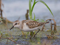 Zwergstrandläufer (Calidris minuta), Yverdon