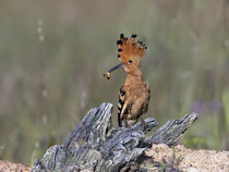Wiedehopf (Upupa epops), Castro Verde, Portugal