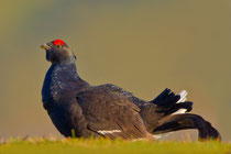 Balzender Birkhahn,  Gurnigel BE