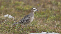 Mornellregenpfeifer (Charadrius adriaticus), Chäserrugg SG