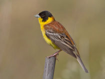 Kappenammer (Emberiza melanocephala), Lesbos