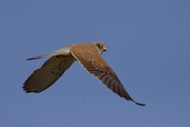 Rötelfalke (Falco naumanni), Castro Verde, Portugal