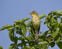 Orpheusspötter (Hippolais polyglotta), Mettau AG