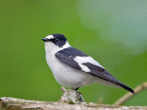 Halsbandschnäpper (Ficedula albicollis), Bialowieza, Polen