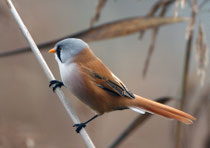 Bartmeise (Panurus biarmicus), Fanel  BE