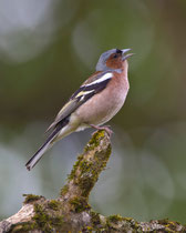 Buchfink (Fringilla coelebs) M, Flachsee
