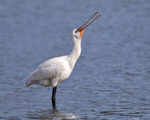 Löffler (Platalea leucorodia), Wintergast 2020/21, Klingnauer Stausee