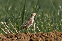 Brachpieper (Anthus campestris), abgetragenes Prachtkleid, Staffelegg AG