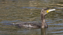 Kormoran (Phalacrocorax carbo), Klingnauer Stausee