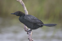 Zwergscharbe (Phalacrocorax pygmeus), Hortobagy, Ungarn