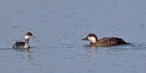 Trauerente (Melanitta nigra), Lachen Aahorn (mit Schwarzhalstaucher)