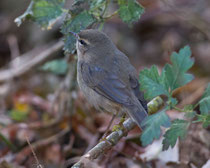 Dunkellaubsänger (Phylloscopus fuscatus), Helgoland DE