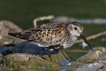 Alpenstrandläufer (Calidris alpina), Jona