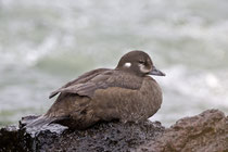 Kragenente W (Histrionicus histrionicus), Laxa-River, Island