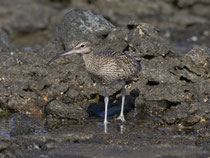 Regenbrachvogel (Numenius phaeopus), Fuerteventura, Spanien