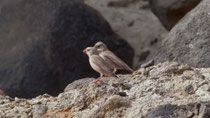 Wüstengimpel (Bucanetes githagineus), Fuerteventura, Spanien