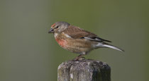 Bluthänfling (Carduelis cannabina) M, Schinznach