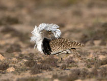 Saharakragentrappe (Chlamydotis undulata), Fuerteventura, Spanien