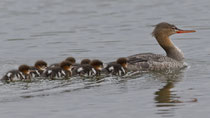 Mittelsäger-Weibchen mit Küken, Island