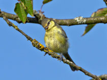 Blaumeise (Cyanistes caeruleus), Jngvogel, Bözberg