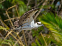 Fischadler (Pandion haliaetus), Palo Verde / Costa Rica (Doku, dass der Fischadler auch in Amerika vorkommt)