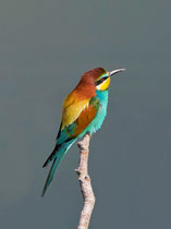 Bienenfresser (Merops apiaster), Leuk VS