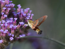 Hummelschwärmer (Hemaris fuciformis), Villnachern