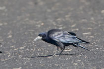 Saatkrähe (Corvus frugilegus), Krümmi