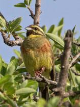 Zaunammer (Emberiza cirlus) M, Lesbos