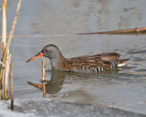 Wasserralle (Rallus aquaticus), Klingnauer Stausee