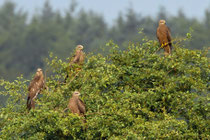 Schwarzmilan (Milvus migrans), Jungvögel, Graströchni Kölliken
