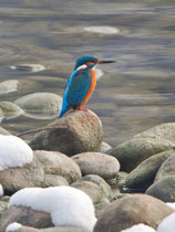 Eisvogel (Alcedo atthis), Aare bei Villnachern