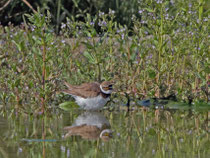 Flussregenpfeifer (Charadrius dubius), Klingnauer Stausee