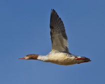 Gänsesäger (Mergus merganser) W, Federsee, Deutschland