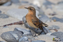 Steinschmätzer (Oenanthe oenanthe) im Schlichtkleid, Helgoland D