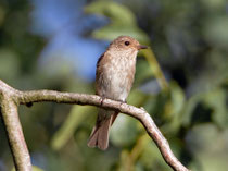 Grauschnäpper (Muscicapa striata), Klingnauer Stausee