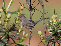 Provencegrasmücke (sylvia undata), Mertola, Portugal