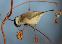 Sumpfmeise (Poecile palustris), Rälliker Ried