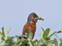 Balkan-Bartgrasmücke (Sylvia cantillans), Lesbos