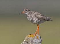 Rotschenkel (Tringa totanus), Husavik, Island