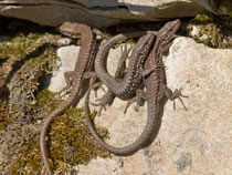 Mauereidechse (Podarcis muralis), Schinznach