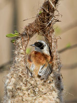 Beutelmeise (Remiz pendulinus) beim Nestbau, Biebrza Nationalpark, Polen